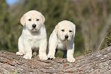LABRADOR 630